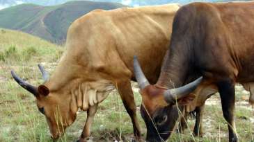 Les éleveurs de vaches « banyamulenges » ou l’application du stratagème du cheval de Troie à l’ouest de la RDC ? - JJ Wondo