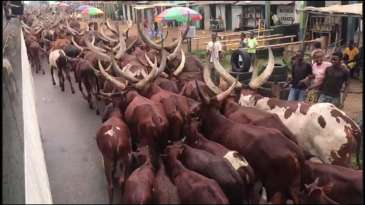 Des fantômes sortent du bois pour parler des vaches de Bandundu - Jean-Bosco Kongolo M.